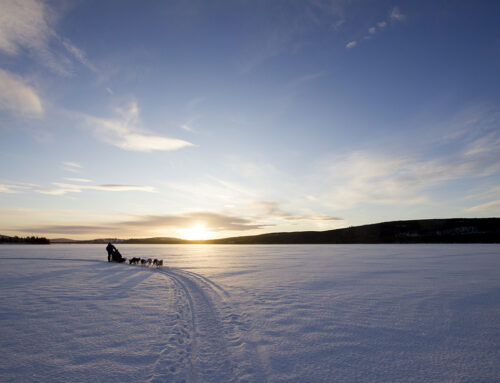 Wild Lapland