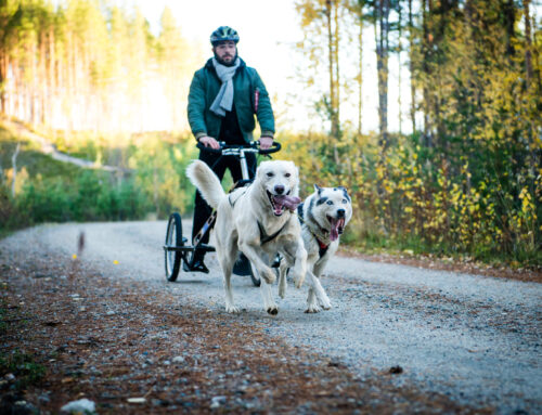 Spruce Island Husky