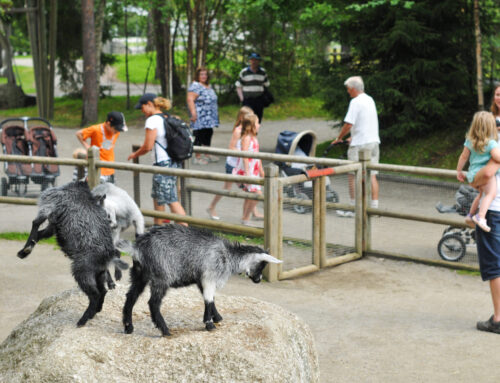 Lycksele djurpark