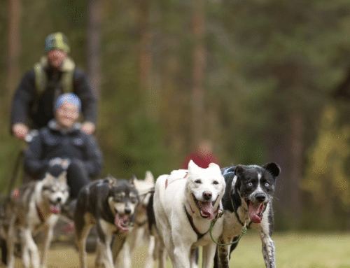Lapland Adventures
